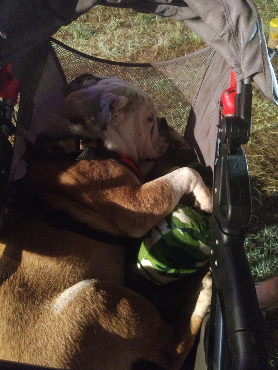 NemoWrinklesV's tweet photo. I love my new toy (an uncle Si duck, duck dynasty) #Nemowrinkles #Nemostrong #Bulldogs #dogsoftwitter #dogsofinstagram #doglovers #duckdynasty #Gofundme #LymeDisease #Lyme #lymenephritis #KidneyDisease #chronicillness #Fighter #dogs https://t.co/eY472EoL84