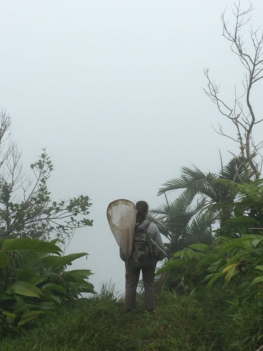 Thats me. Thats my life. Walking away into the mist with a sweep net strapped to my back...#fieldwork #Diptera #Dominica2018 #FreshwaterLake