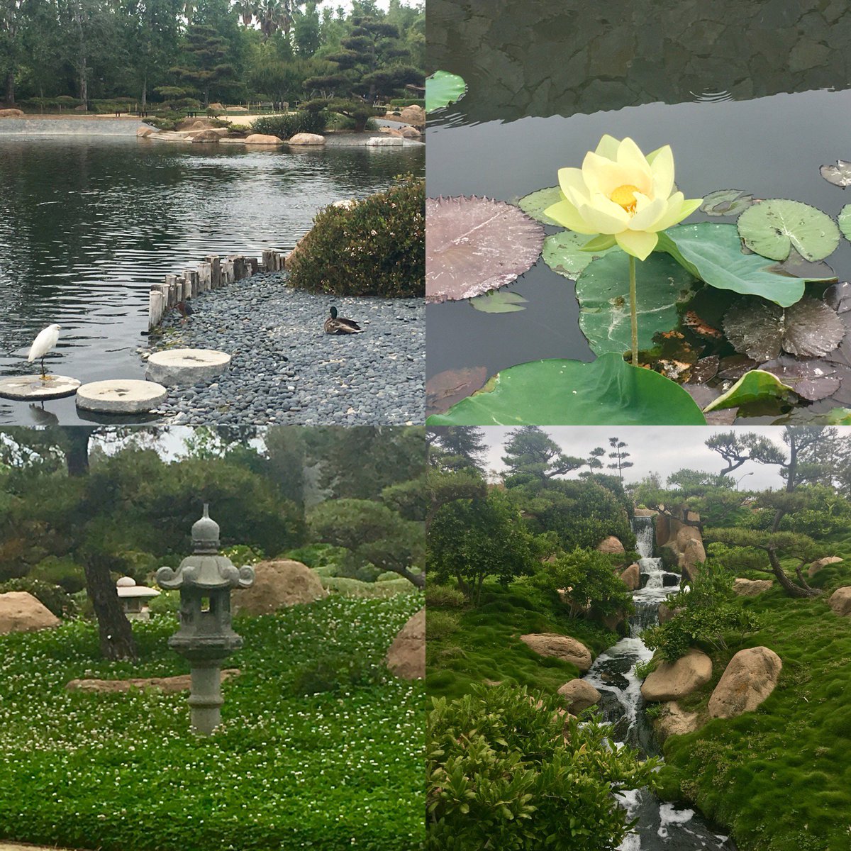 skip_pipo's tweet image. The Japanese garden. Suiho-En “garden of water &amp;amp; fragrance”. It is quite lovely. And very, ummmm, “fragrant”