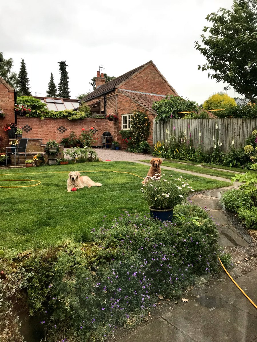 Patsybum's tweet image. Still waiting... #goldies #dogdemands #ThrowTheBall 🎾 #PatsyandEdds Not really - honest!!! 💖🐾💖🐾