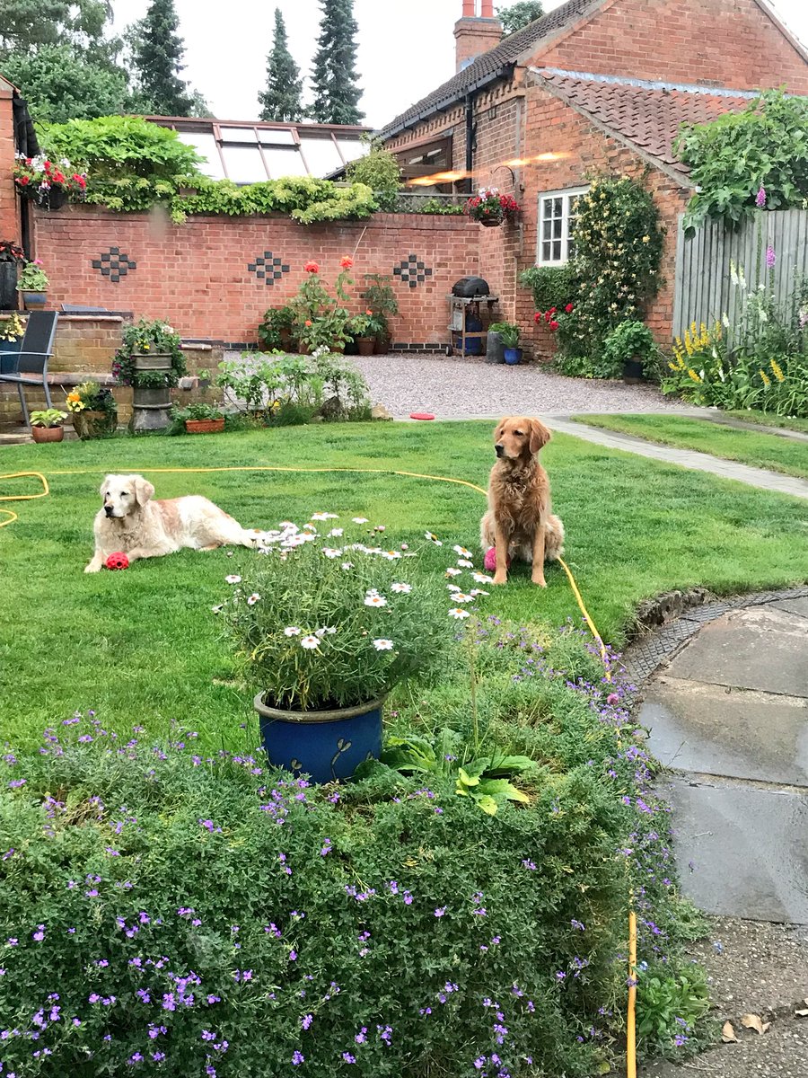 Patsybum's tweet image. Still waiting... #goldies #dogdemands #ThrowTheBall 🎾 #PatsyandEdds Not really - honest!!! 💖🐾💖🐾