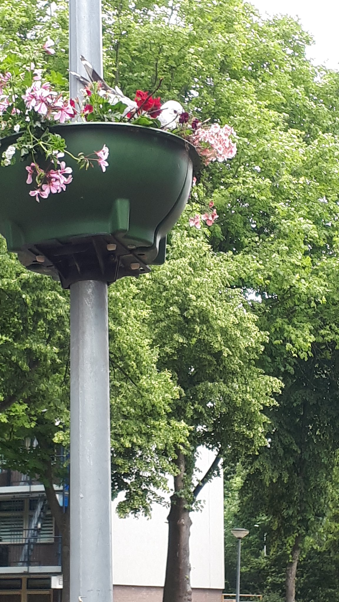 beven Respectievelijk Guggenheim Museum Goos Eilander on Twitter: "@gemeentealkmaar zorgt goed voor zijn meeuwen.  Lantaarnpaal bloembak als nestje!! @NHDAlkmaar @alkmaarDichtbij  https://t.co/EmZlGItwUY" / Twitter