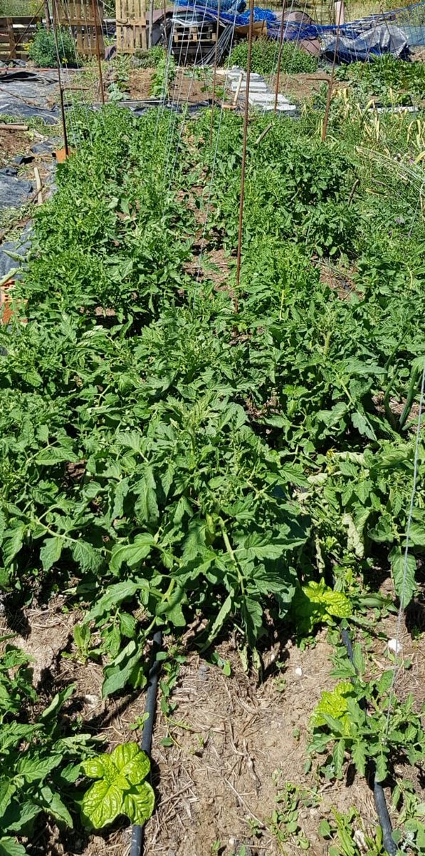 SpeciateConmigo's tweet photo. Esperando con impaciencia la cosecha de tomates ☺ Tomates entutorados 🍅 #FelizDomingo #huerto #huertobio #tomatera https://t.co/0YQmfQnph0