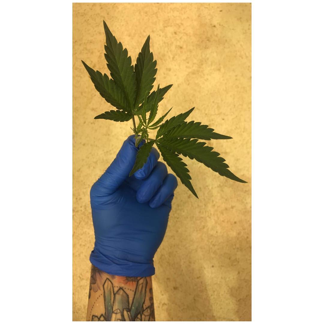 Herb for life 🌱
#mjwellness  #phenohunting #genetics #goldenberry #hydroponic #cannabis #medicine #cleanmeds #patientsoverprofits #blackglovesociety #womenwhogrow #sierrawell #positivevibes