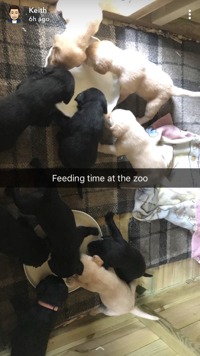 Fieldside labs (@fieldsidegundog) on Twitter photo 