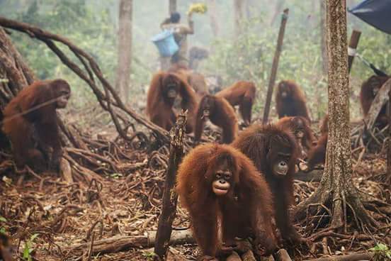 Humans working to save what other humans destroy sounds contradictory, Doesn't it? #StopPalmOil.