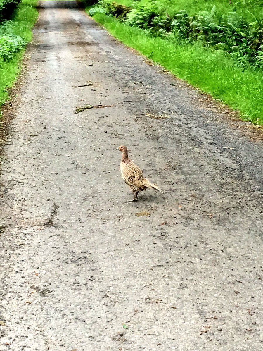 This bird full on repeatedly attacked me when I tried to run past- turns out her chicks were off to the side. I screamed like a screaming thing. 🐦 #scottishrunning