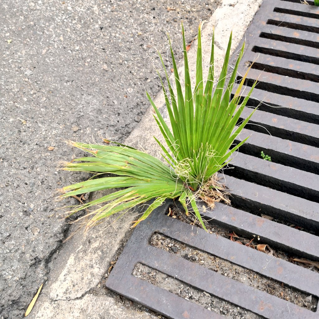 ryanfoland's tweet image. Seeds can&apos;t control where thay land. But I&apos;m always inspired by the trees that grow no matter what&apos;s in their way! 

Grow little palm tree grow! 🌱🌴

#BeTheTree