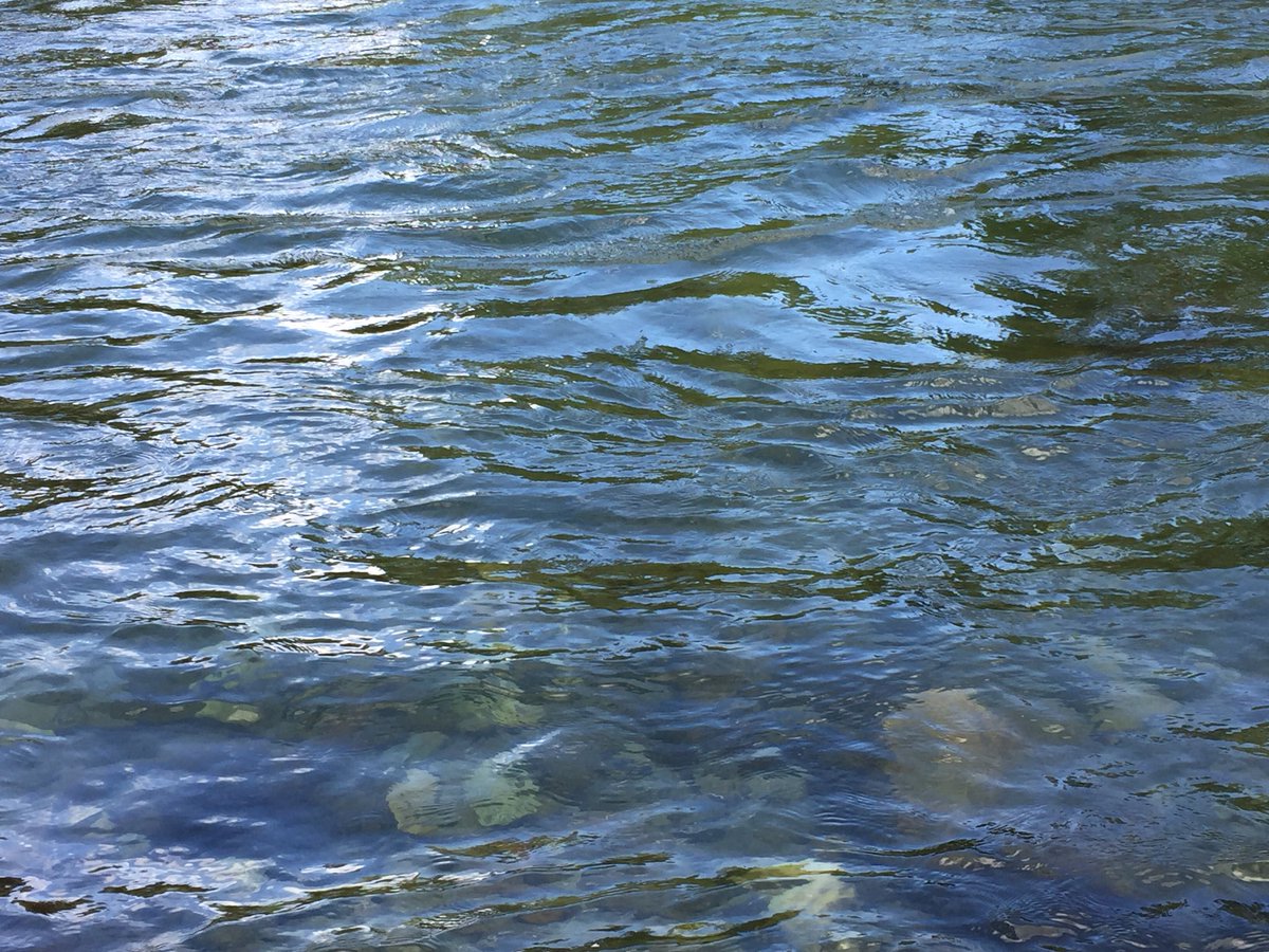 grunewaldguild's tweet photo. Here we go with River Flow!

The Guild’s 2018 Summer Program begins tonight! https://t.co/7HkGTH3iqL