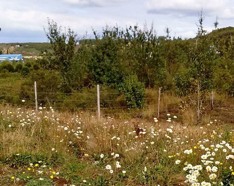 Defendamos_Gamboa tweet media