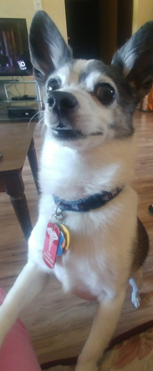 jztkddng's tweet photo. Jasper thinks it dinner time!!!!! #hungrypup #jackchi #whereisdinner https://t.co/MJC9k9Uvqm