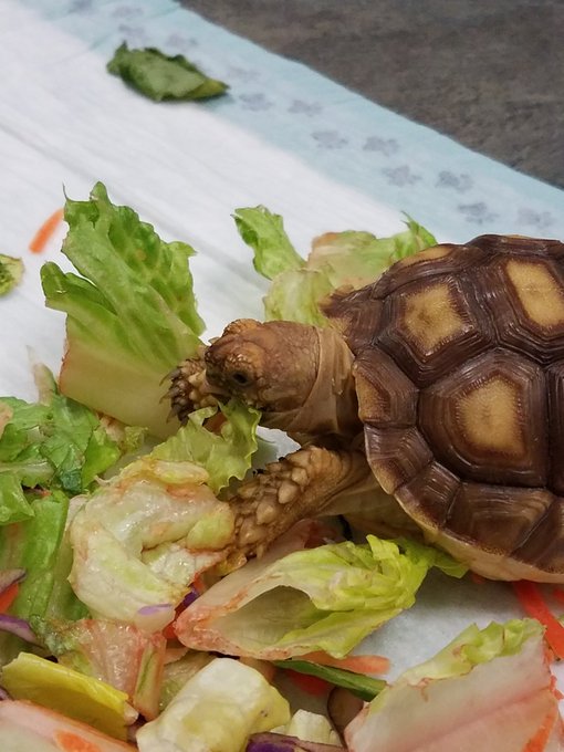 Nom nom nom 🐢 #sulcata https://t.co/kxGu4TUbHt<a href="/tag/sulcata"class="tags">#sulcata</a>