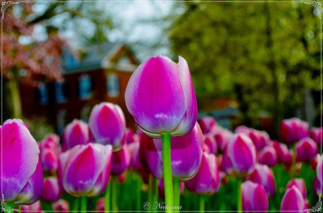 tulips #nature, #paradiseofpetals, #petals, #petalsandprops, #spring, #tulip, #tulipphotography. #rainbow_petals. #flowerphotography #tulips ift.tt/2MBfrwj