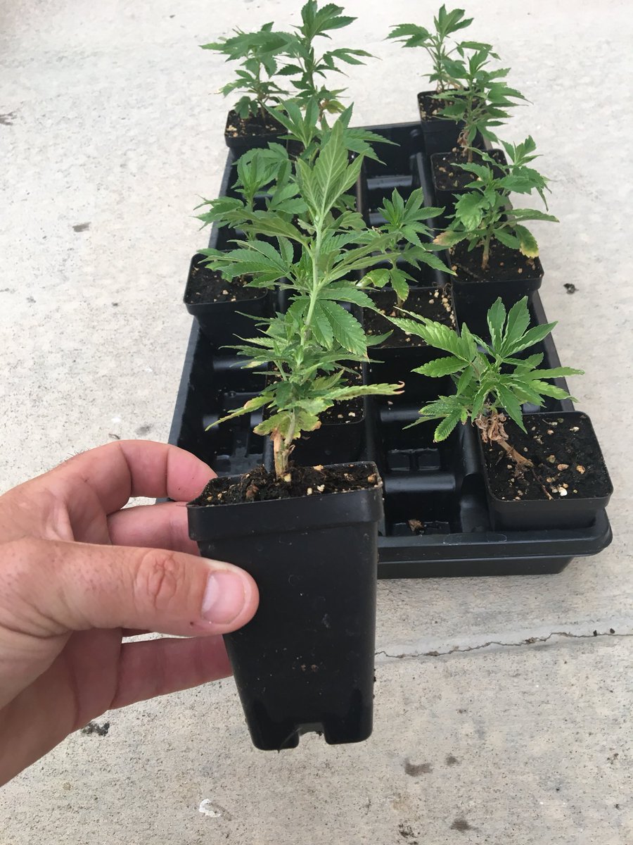 sksoilsolution's tweet image. This could change agriculture as we know it today and provide help to people that need it today - CBD