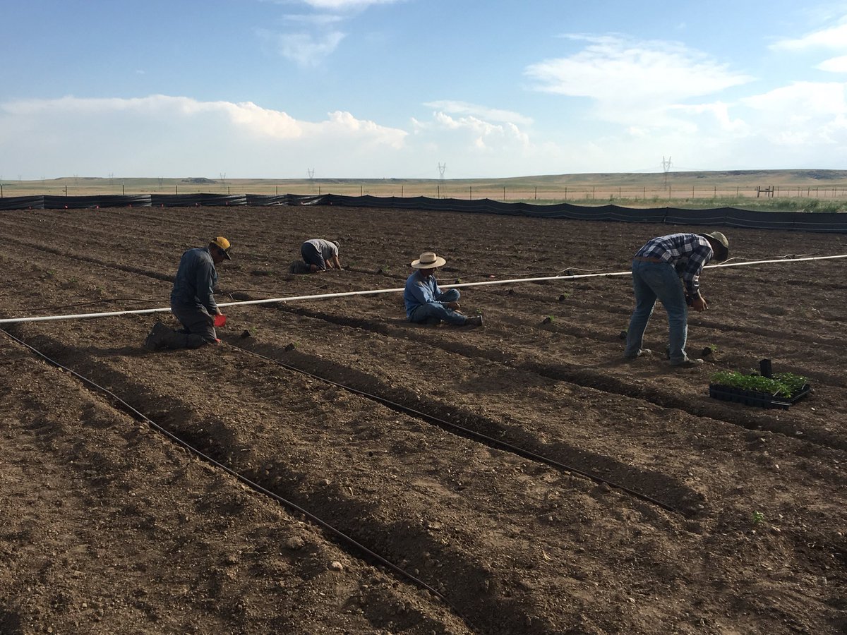 sksoilsolution's tweet image. This could change agriculture as we know it today and provide help to people that need it today - CBD