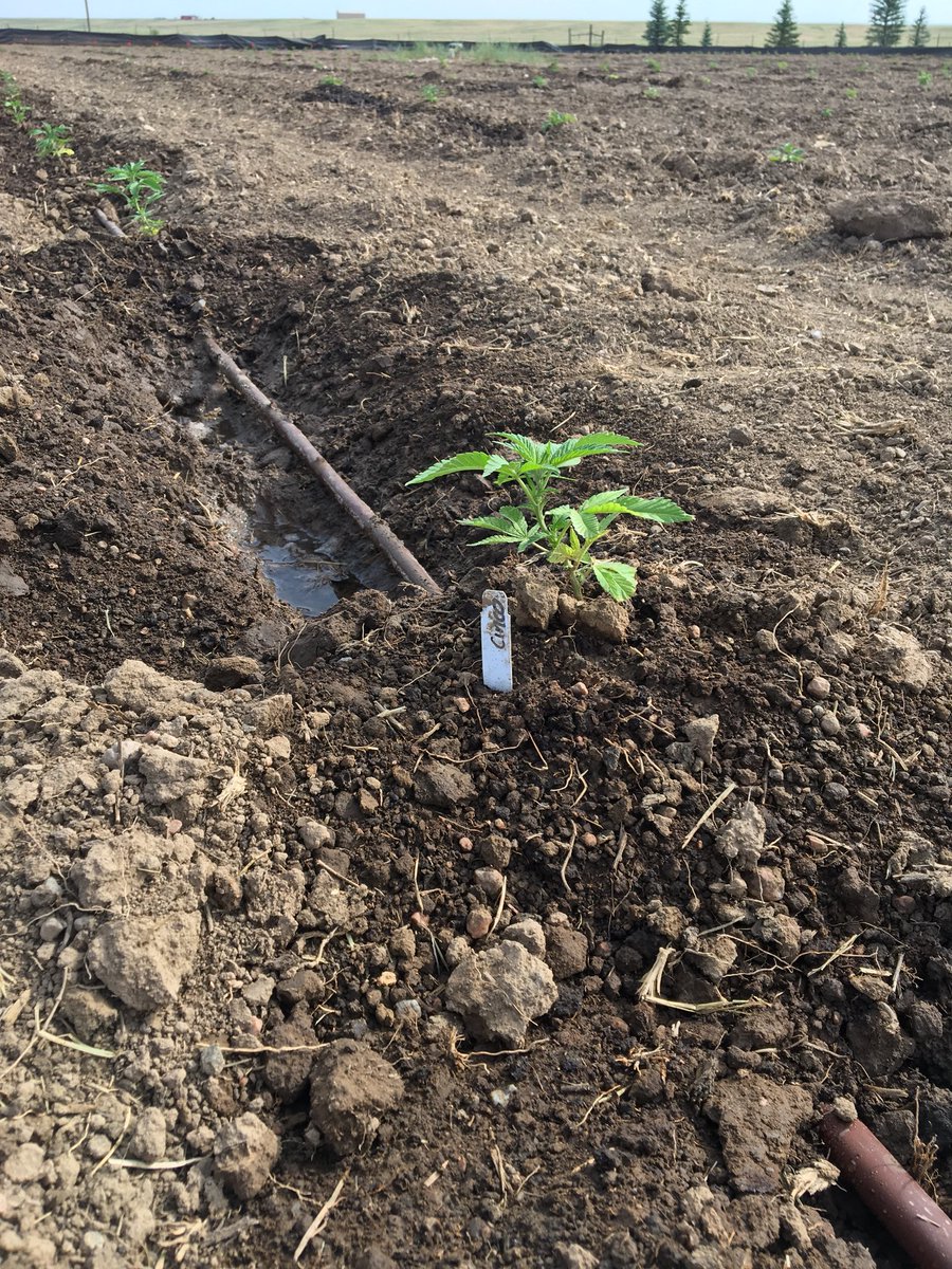 sksoilsolution's tweet image. This could change agriculture as we know it today and provide help to people that need it today - CBD