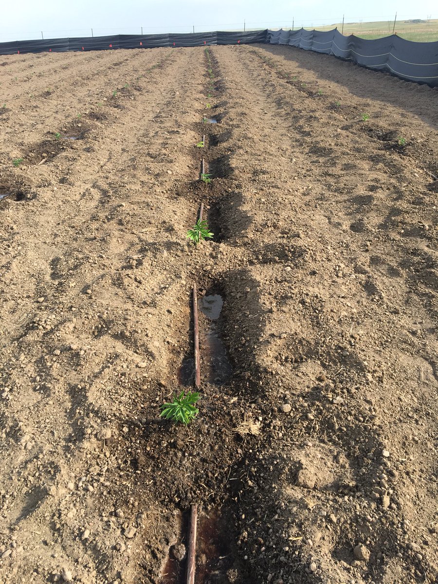 sksoilsolution's tweet image. This could change agriculture as we know it today and provide help to people that need it today - CBD