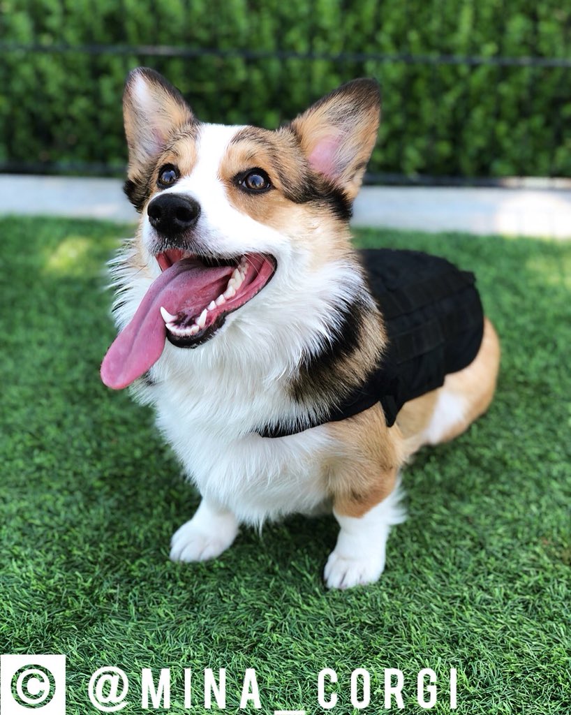Mina_Corgi's tweet photo. Happy Pawther’s Day! 🐾 https://t.co/IwEblh35Pz