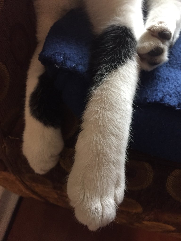 MNLE24's tweet photo. Son las patitas que más amo 😻 https://t.co/DAUfdP496E