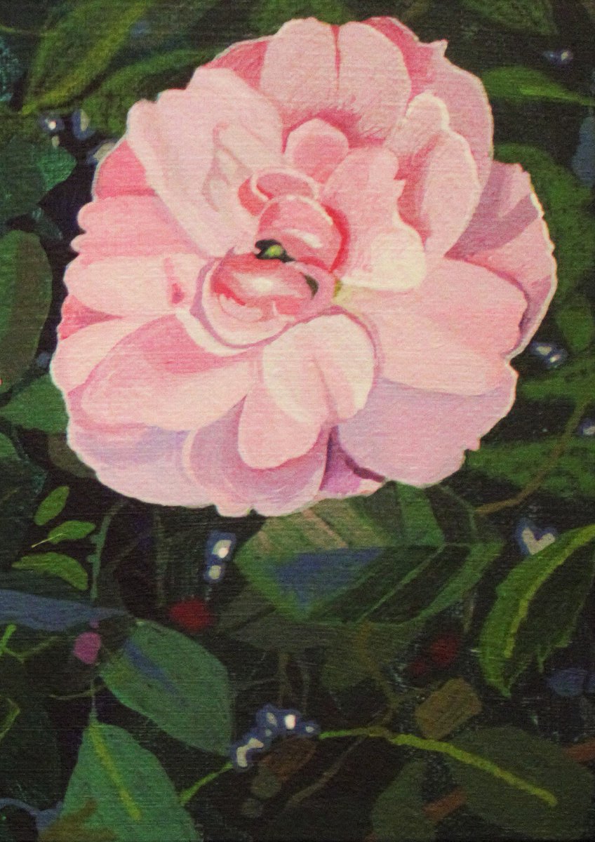 redpaint17's tweet photo. #pink #originalpainting #flowers #floral #countryside #nature #walkinthecountry #sussex #painting #art #artist #twitterarty #detail #hyperrealism #acrylics #canvas #ilovepainting #gift #yourwallsneedart https://t.co/CN0tnAtfT2