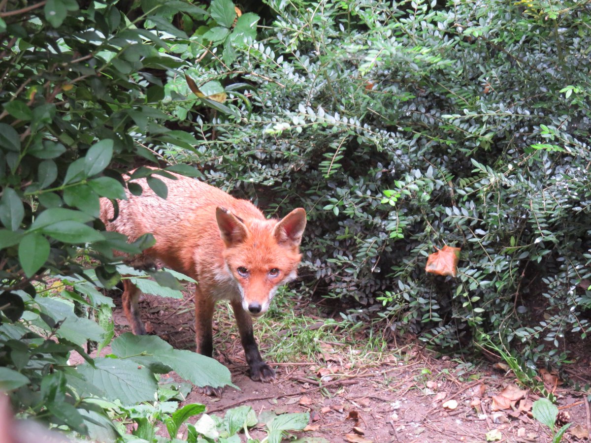 brynature's tweet photo. Here is Old Flic, still a lovely old Vixen, still having cubs at such a mature age.
Really tough on her body and it shows a little, but still a fantastic Mother.
I have watched her for so many years.
I thought she was gone but she has returned after a year, last week .....🦊🦊 https://t.co/axPv76mdAH
