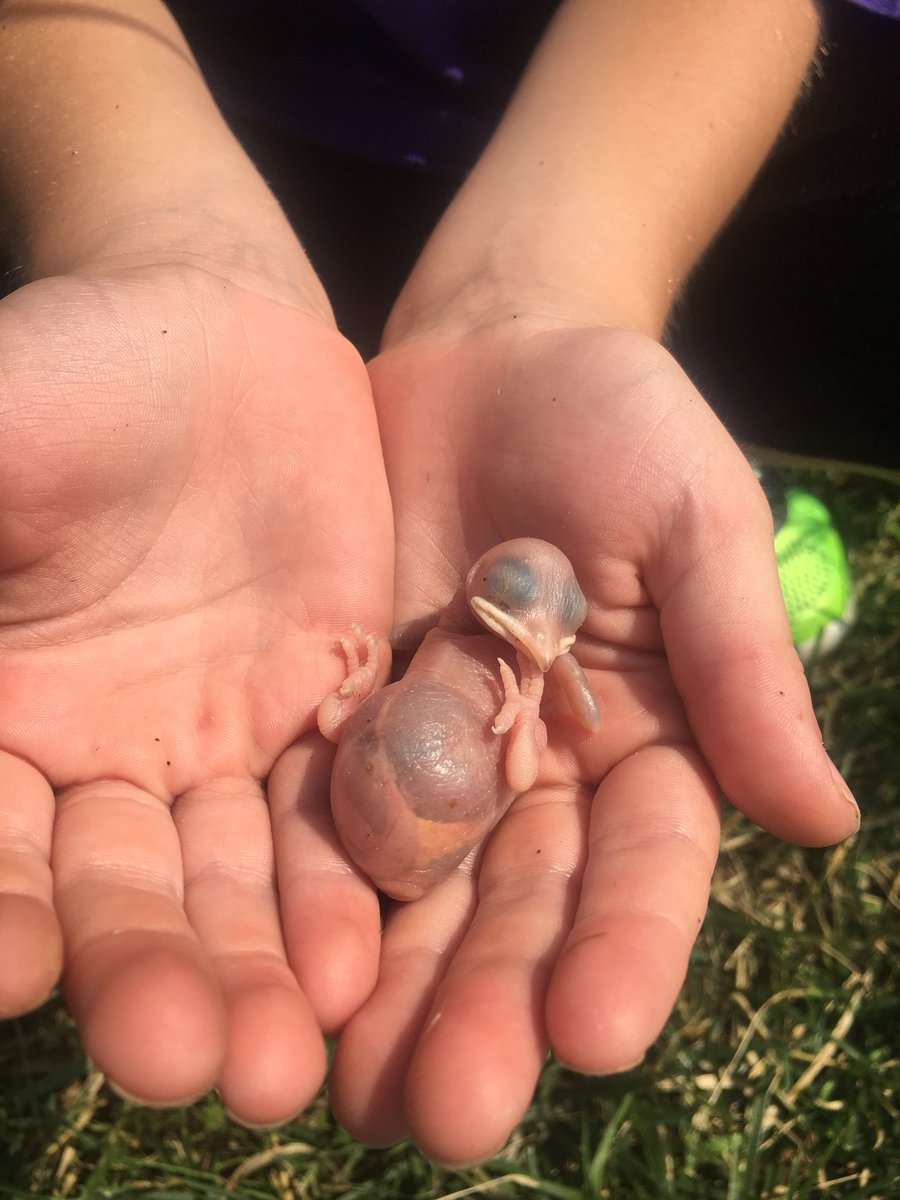 ccdspurplmartin's tweet photo. Father’s Day nest check:  110 hatchlings and 11 eggs.  Our @CountryDay colony is going strong! #ccdslearning #ccdsgreen https://t.co/i41qsm0wAe