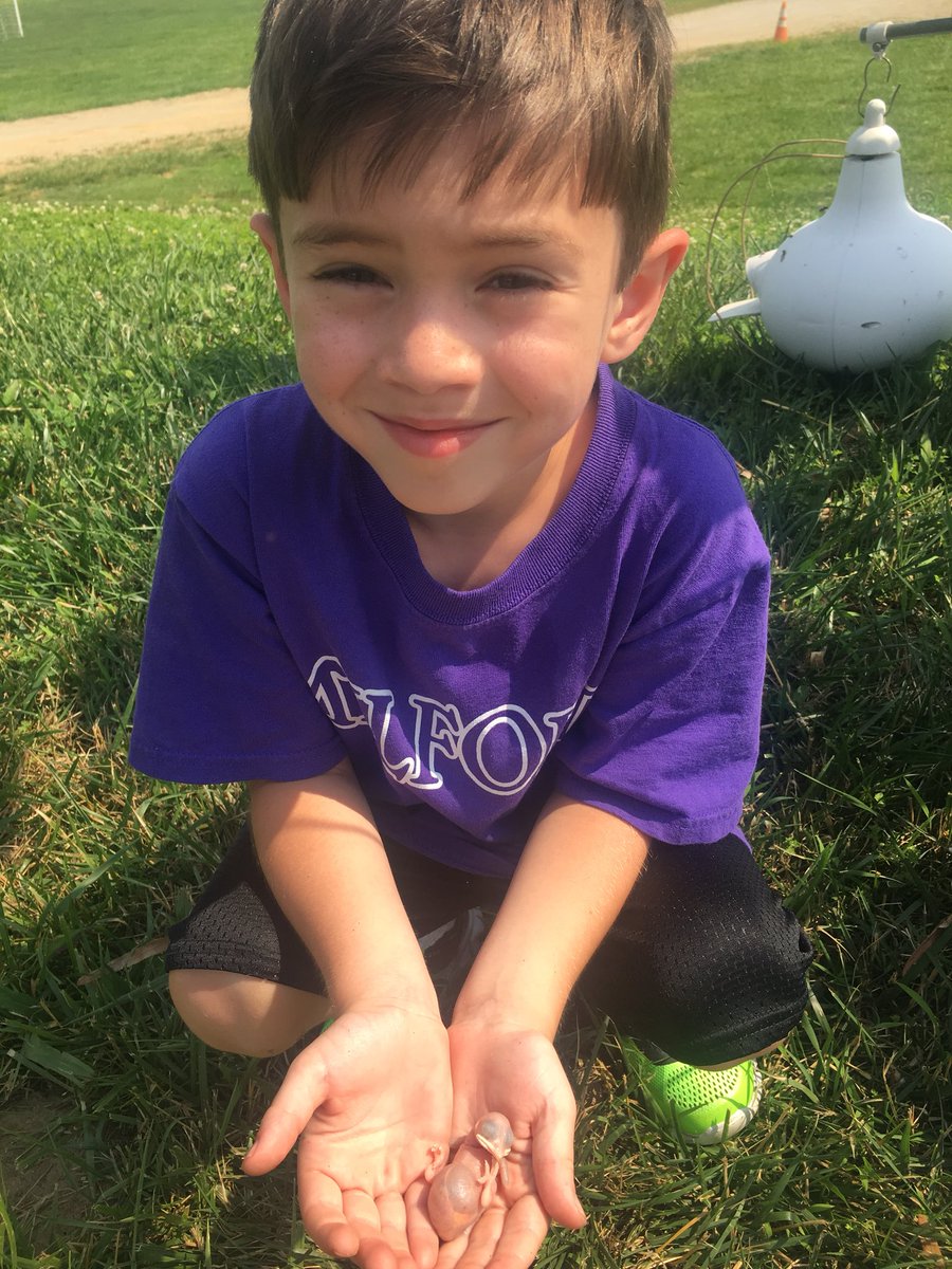 ccdspurplmartin's tweet photo. Father’s Day nest check:  110 hatchlings and 11 eggs.  Our @CountryDay colony is going strong! #ccdslearning #ccdsgreen https://t.co/i41qsm0wAe