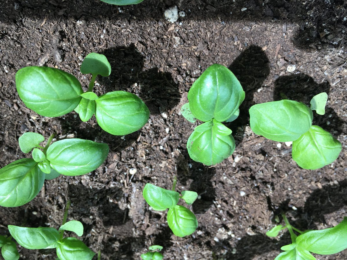 @Gardens_BC There are many great things about gardening, like getting outdoors and watching things grow, but the best thing is knowing that fresh food, such as basil is coming. #exploreBCgardens #GardenDaysCanada.