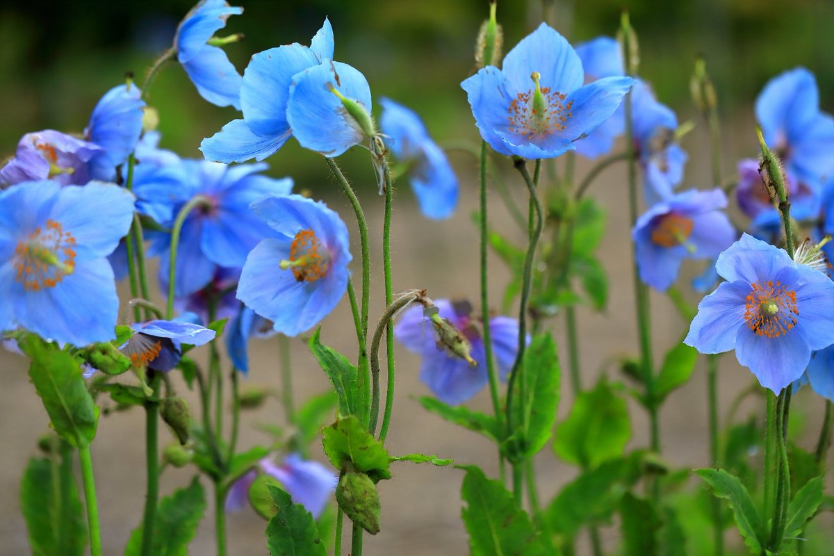 よっちゃん の愛知からおはよう御座います 今週も宜しくお願いします 今週トップは標高1500 の高地に咲く 天空の妖精 幻の青いケシの花です 花言葉 深い魅力 ブータン国花 18 6 16撮影 日本の風景 大鹿村中村農園 T Co