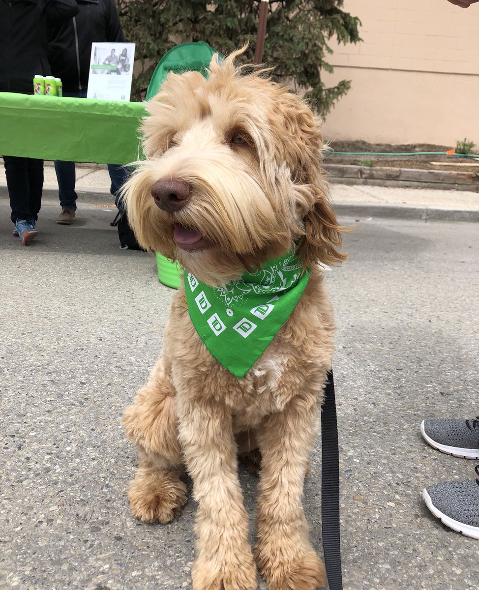Brought our TD ‘mascot’ to the #MeetYourNeighbour event in Strathmore this weekend! He drew in the crowds to introduce Cody! #TDChestermere #bandanadog @dm_roche @ShawnnetteF_TD