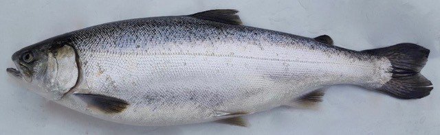 OceanWiseSeafd's tweet photo. To Eat or Not to Eat Farmed Fish? It depends how it was farmed, just like wild fish! In our latest #Aquablog post, we explain land-based aquaculture and why it's an excellent Ocean Wise choice. (Pictured: @Westcreekbc coho salmon) https://t.co/RM7bGyXTG7 https://t.co/AIl5L34KOY