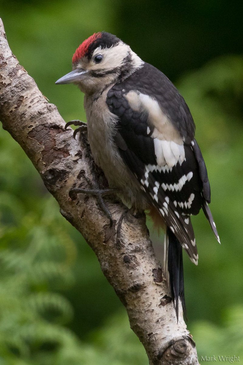 Mark Wright (@markwright12002) on Twitter photo Great Spotted Woodpecker, Juvenile - Holton Lee, Poole Harbour, Dorset
@LHoltonLee <a href="/harbourbirds/">Birds of Poole Harbour</a> <a href="/DorsetWildlife/">Dorset Wildlife Trust</a> Great Spotted Woodpecker, Juvenile - Holton Lee, Poole Harbour, Dorset
@LHoltonLee <a href="/harbourbirds/">Birds of Poole Harbour</a> <a href="/DorsetWildlife/">Dorset Wildlife Trust</a>