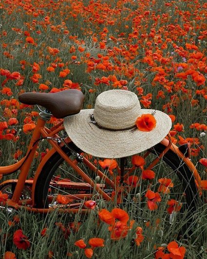 GittePrina's tweet photo. To live, means not only to just breathe,
to live means you must feel the scent of life. 
- A. Curnetta

#ScentOfLife
#LifeSentence 
#ThinkBIGSundayWithMarsha https://t.co/xSitDPlRB0