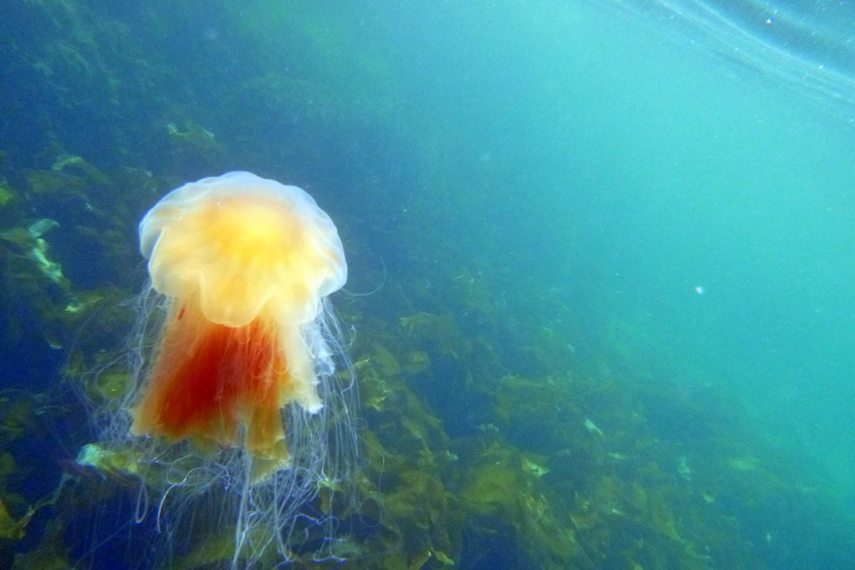 Jellyfish are creatures that a lot of folk just see lying incapacitated on the beach, I think they look far better in the water where they should be. Here's just a few of the ones I've spotted recently on paddling adventures.