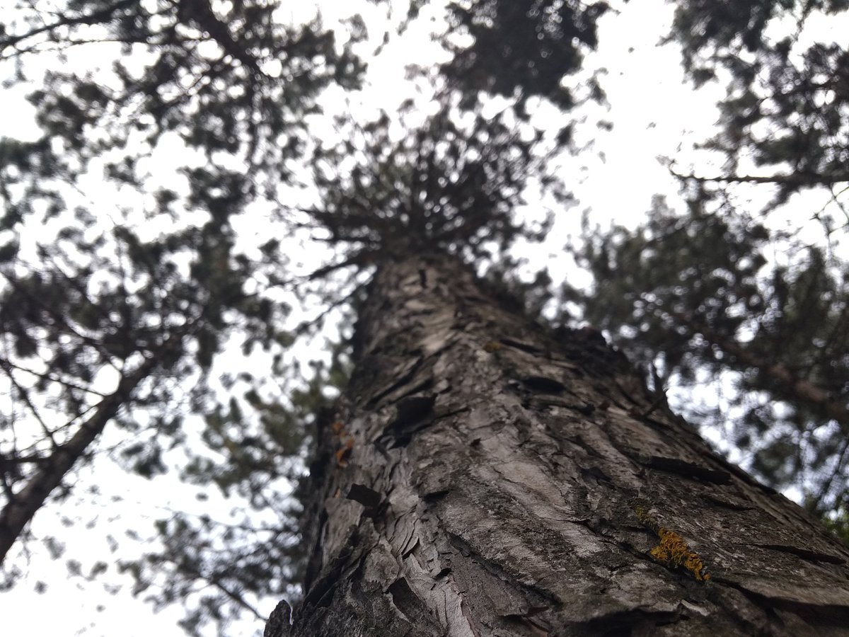 cossmannmusic's tweet photo. 🏔️🌲 https://t.co/5VuRFtyOOr