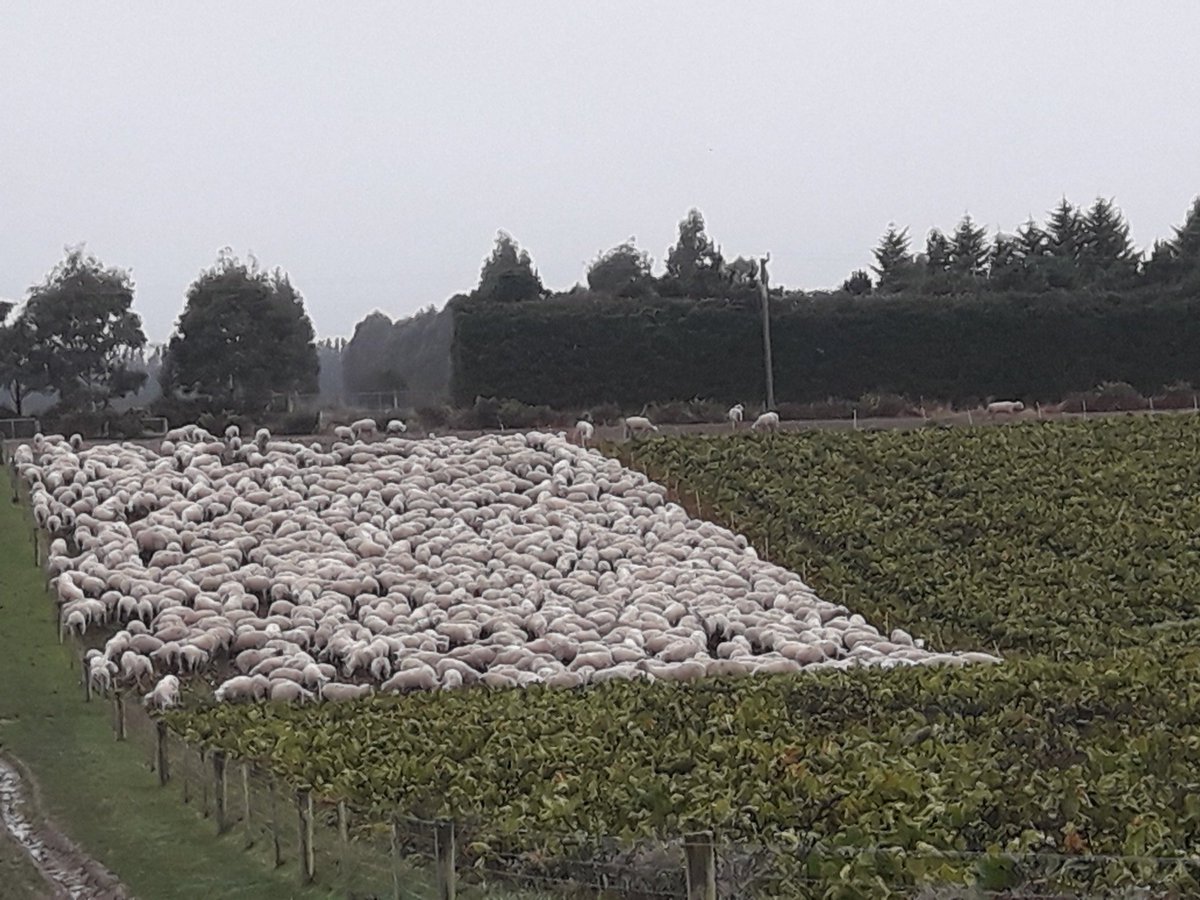 🇵🇭 Shepherd Murray 🇳🇿 tweet media