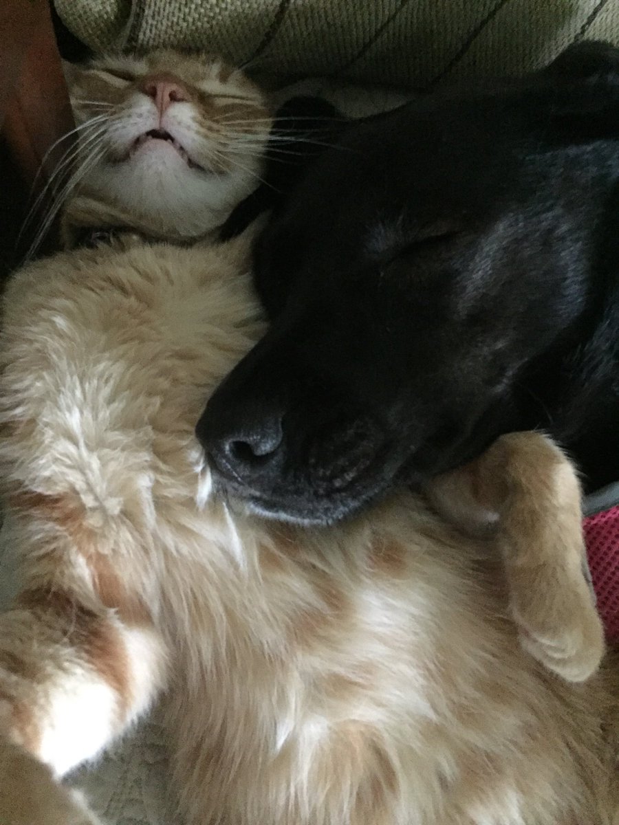 JRZnDEW's tweet photo. Hope all kind friends and strangers have a good and healthy Sunday and a Happy Father’s Day. #cuddleoften #PAWCIRCLE https://t.co/wypk21knxh