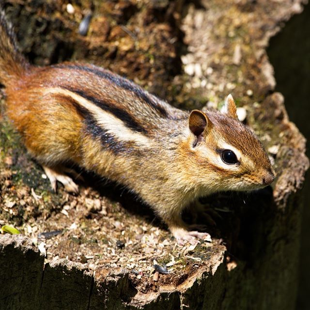 thingsys's tweet photo. Chipmunk
#canada #animals #nature #naturephotography #jsphoto https://t.co/Mdq1mSLrUj