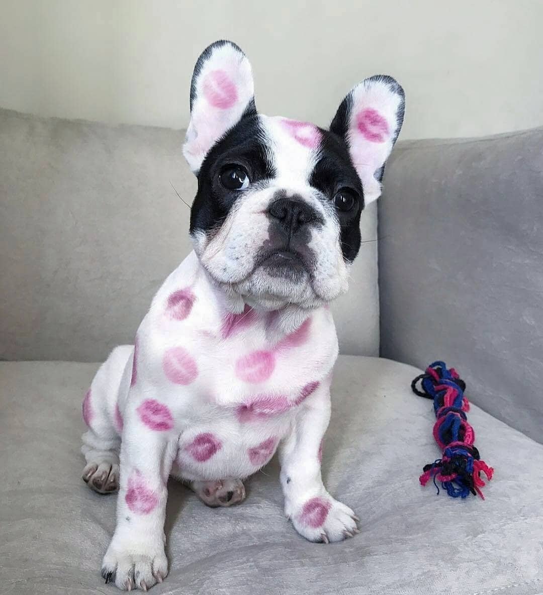 FrenchiesMax's tweet photo. 👈 Press follow us🐾 ⠀
To be Featured: #frenchiemax⠀
🐶 Do You Want To Kiss Him? 🐶⠀
❤️ .❤️ DoubleTap &amp;Tag a Friends⤵️⠀
Thank you ! ♥️♥️♥️♥️♥️♥️⠀
.⠀
.⠀
.⠀
#frenchie #frenchbulldog #batpig #frenchielove #cutepuppy #frenchiepuppy
#puppies #cutedog #french https://t.co/vwAzj5e2ST