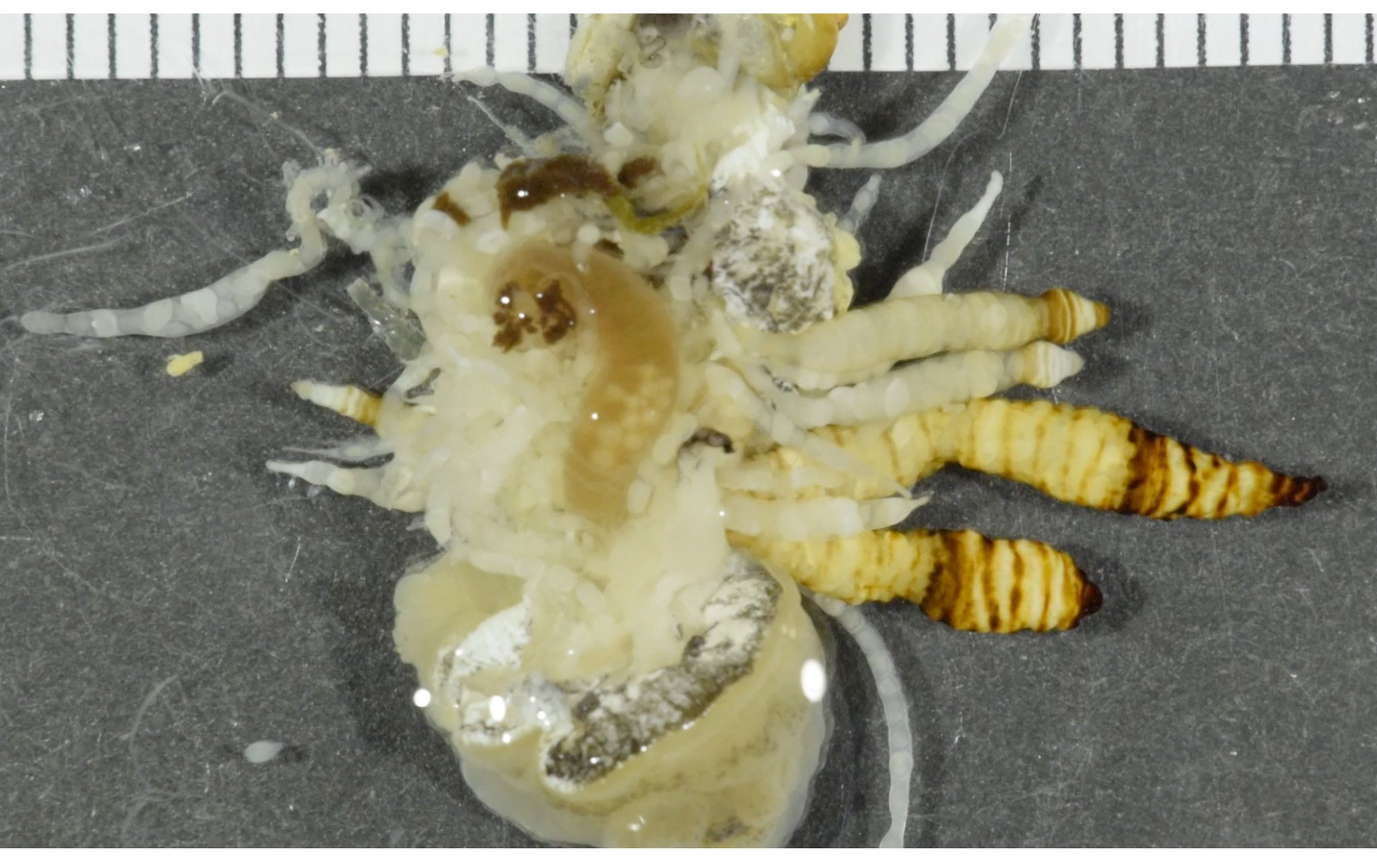 旭川医大寄生虫学講座 実は寄生虫は体の奥の方で枝分かれして何本もはびこっていますので 触角を切ってもするっと摘出することはできません 写真は寄生されたカタツムリ を解剖したものですが 茶色いシマシマのも 小さめの白いのも 全部虫です 鳥が捕食 旭川医大寄生虫学講座 実は寄生虫は体の奥の方で枝分かれして何本もはびこっていますので 触角を切ってもするっと摘出することはできません 写真は寄生されたカタツムリ を解剖したものですが 茶色いシマシマのも 小さめの白いのも 全部虫です 鳥が捕食