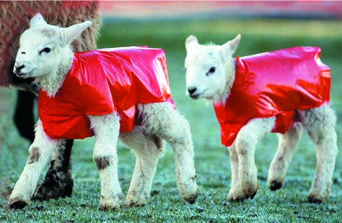 TheFarmCoAus's tweet photo. New lambs seem to be popping up everywhere! Keep them warm with these lamb blankets that are pulled over the head of the lamb and secured on all four legs. #lambing #coldwinter #thefarmco https://t.co/co8MF8NNrp https://t.co/DHYihB6Hns