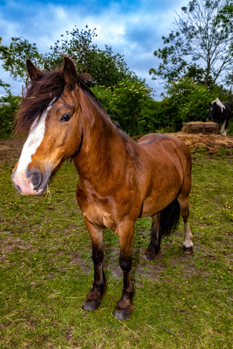 BlitzPhotos's tweet photo. One of the @BCLivingMuseum Oss's #blitzphotography #photography #canonphotography #lglass #oss #blackcountry #flashphotography #AnimalKingdom #Horses @CanonUKandIE #7dmk2 #500pxrtg #thephotohour #dailyphoto https://t.co/OTzqFF5asc