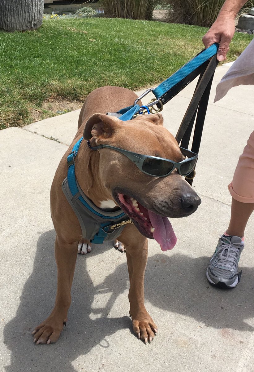 blee01's tweet image. Happy Father’s Day!  Having fun at car shows today.  And finding a very chill pit bull type along the way.