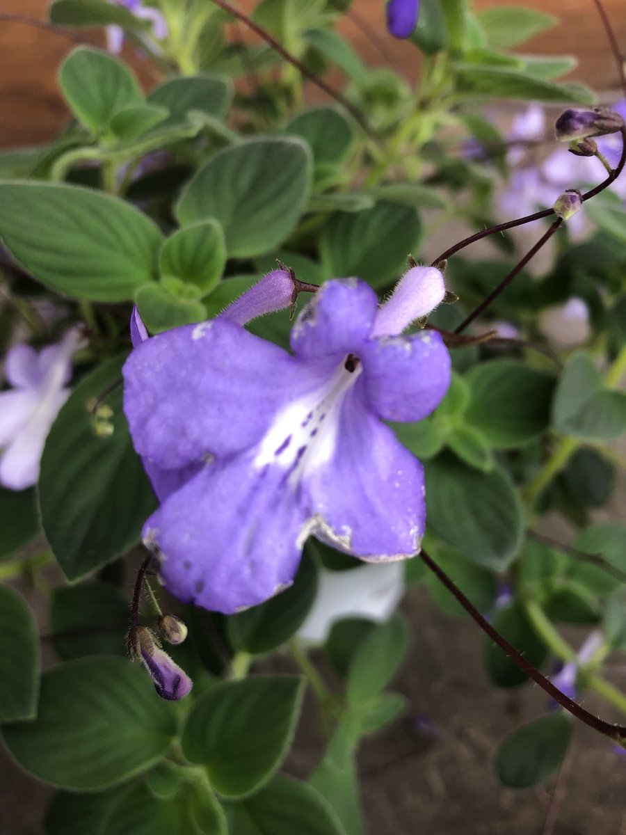 ひろのん V Twitter ストレプトカーパス サクソルム 花言葉 真実 ストレプトカーパス Streptocarpus はギリシャ語で らせん状 の意味 Storeptos と 果実 の意味 Karpus という言葉が語源になっています 開花期は5月から10月ですが 半日陰で12 あれば一年