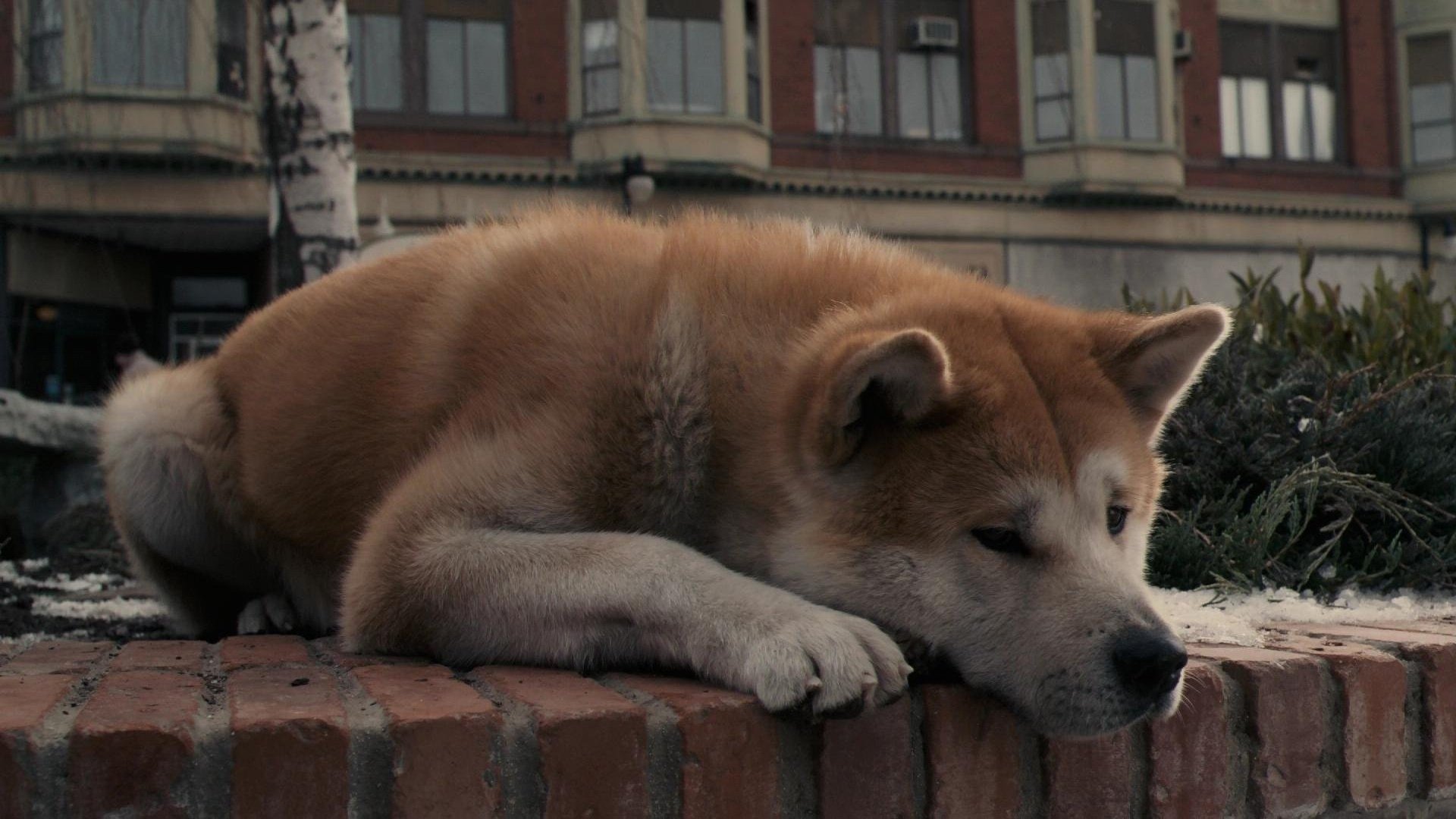 Hachiko movie on sale