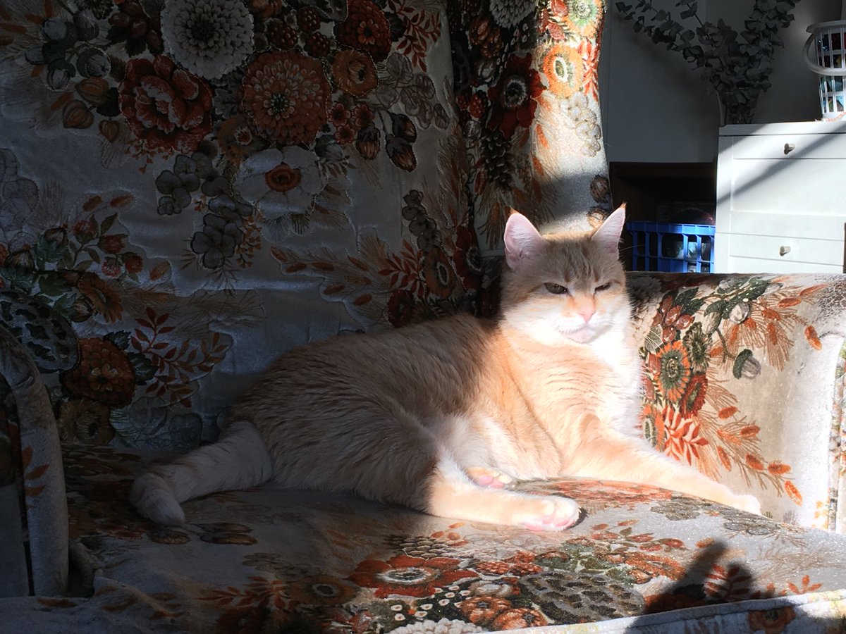 RossSmirnoff's tweet photo. Cats of Summer. #cats #brooklyn @CatsOfTwitt3r https://t.co/jlIRozv2RY