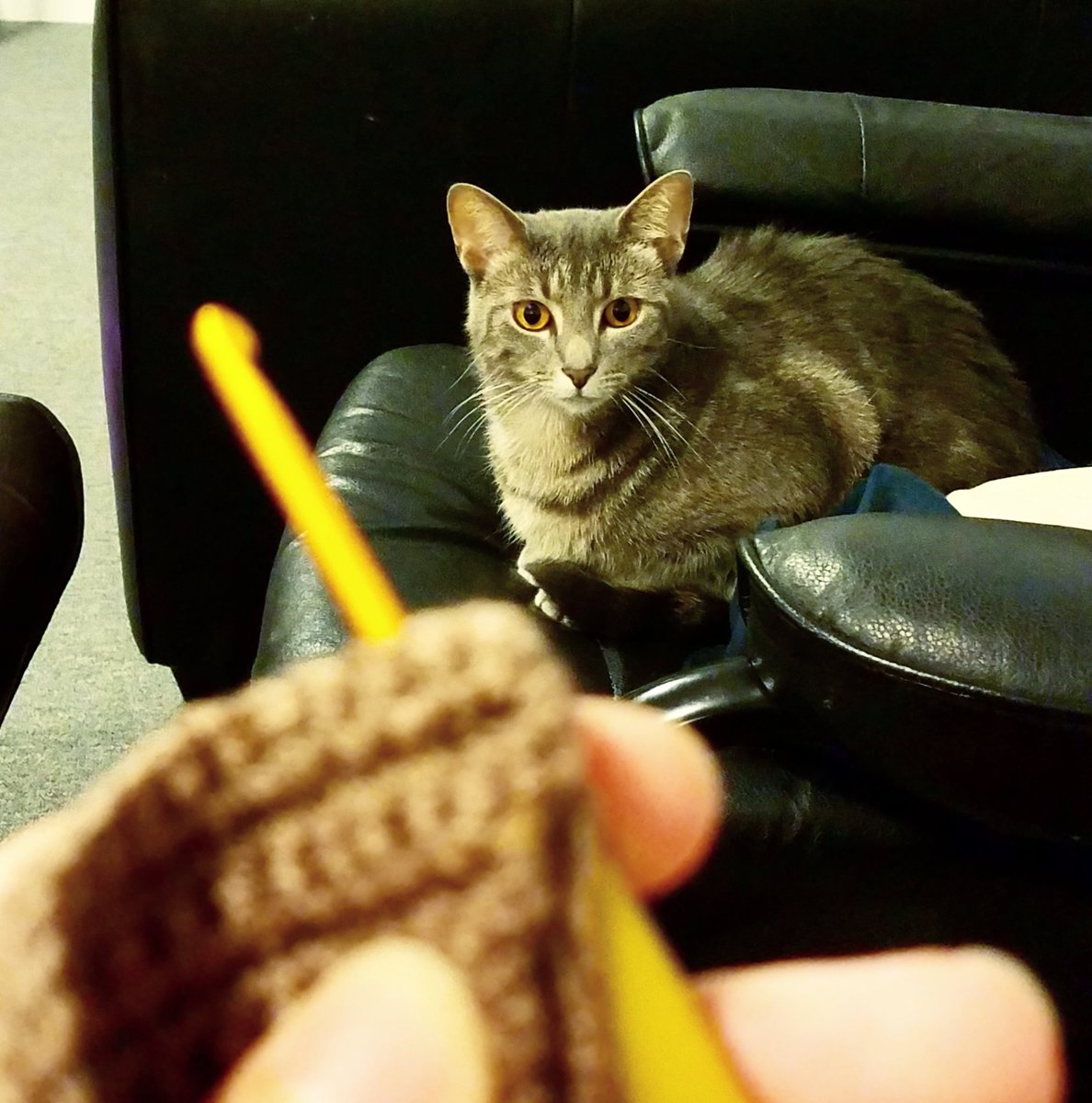 candythecane's tweet photo. Someone is enticed.
#crochet #yarn #kittymeowmeow https://t.co/e5KgkYL0S3