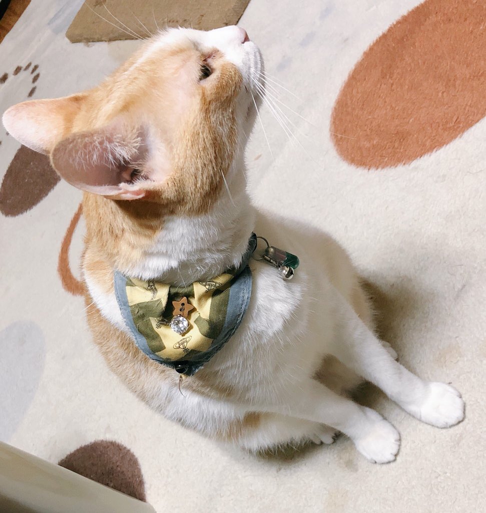 Kiara Mhw ゲーム 専用垢 در توییتر 地震でびっくりして飼い猫が窓の隙間からマンション5階ベランダから隣のマンションの屋上に飛び移り逃げてしまいました 以前にもありましたが 茶トラ白混ざりのmix 女の子 12歳臆病なので逃げる可能性あります 猫 ねこ 拡散