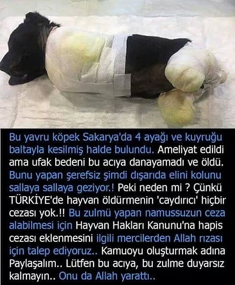 Bu kampanyayı imzalayarak bana destek olur musun?
chn.ge/2M1fi3X

HAYVANLARI YASAL KORUNMA VE DÜZENLEME YOLLARI için bir kampanyası başlatıldı destek olur musunuz 🙏🙏
Hayvanları da canları var onlara destek çıkalım