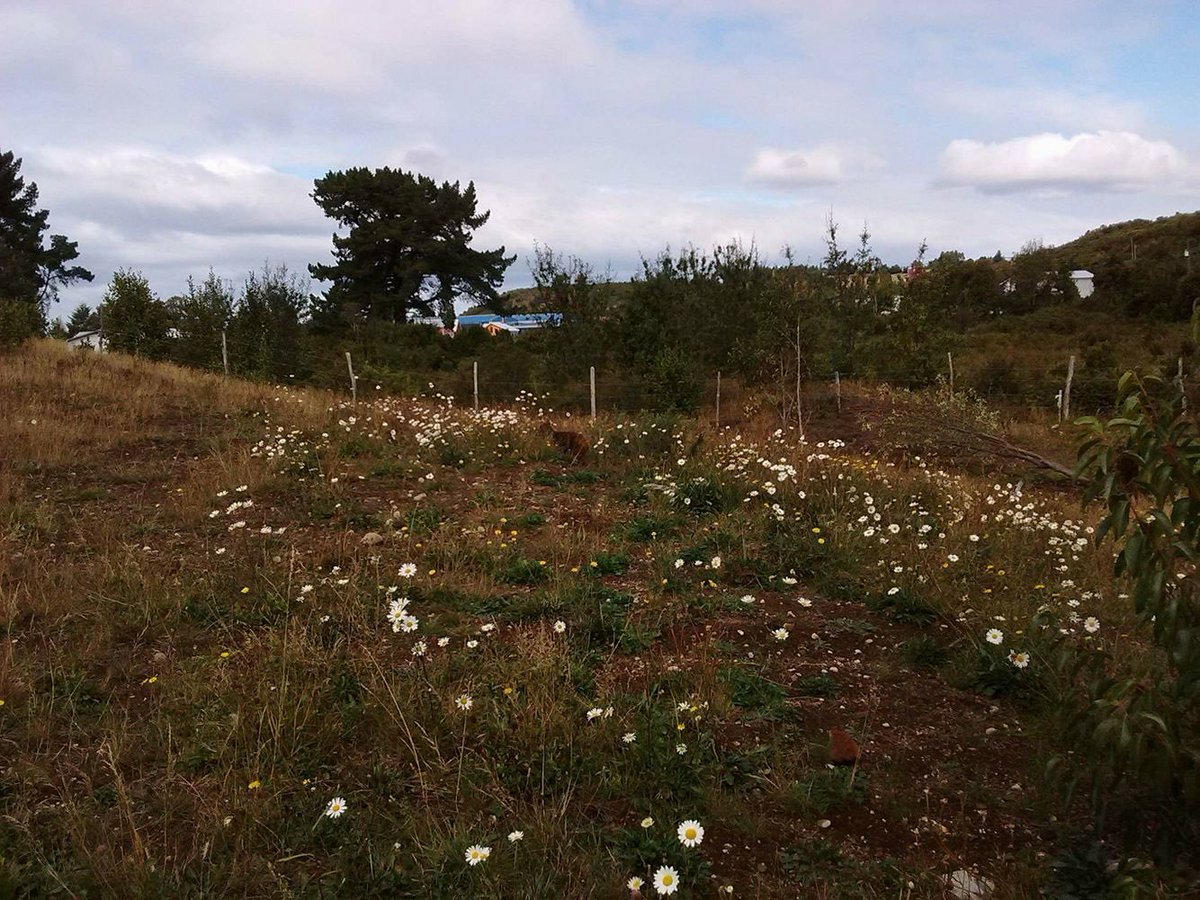 Defendamos_Gamboa tweet media